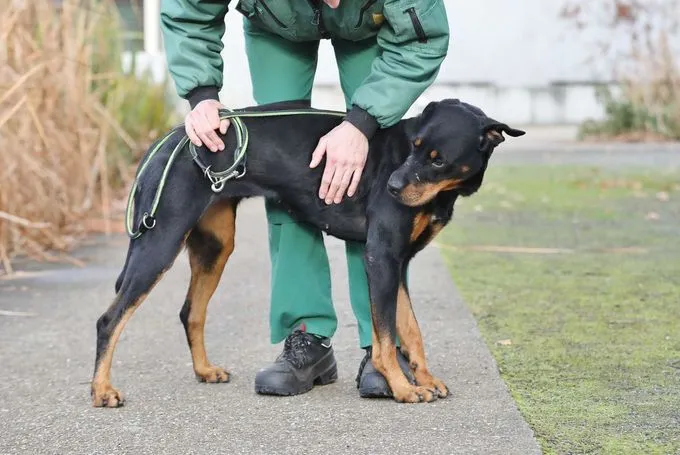 Hund aus Tierheim, Pfötchen | Dobermann Rottweiler Mix Weiblich