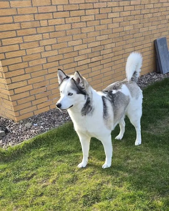 Hund aus Tierheim, Bonny Kira Ein Tolles Duo | Grau Weiß Husky Schäferhund Samojeden Mischlinge Weiblich