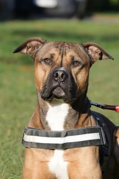 Dog from shelter, Moritz | Staffordshire Mix Male