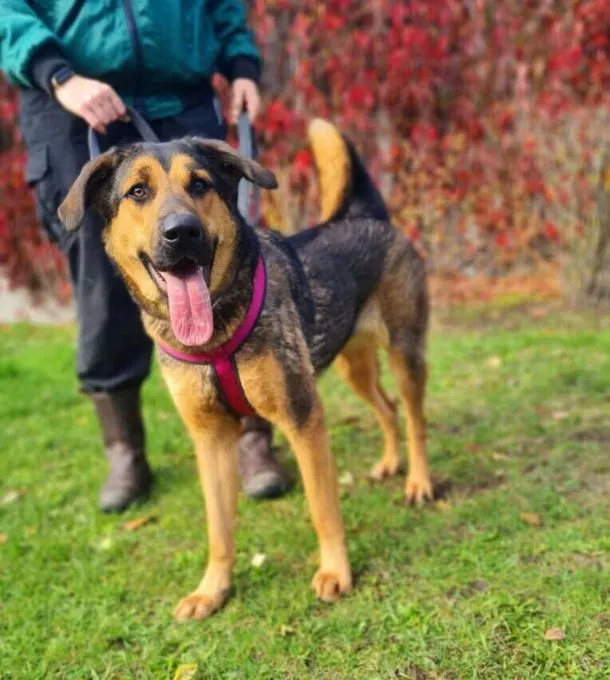 Hund aus Tierheim, Vicky | Schäferhund Mix Weiblich