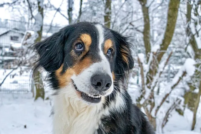 Dog from shelter, Willi | Schwarz Braun Weiß Mischling Male