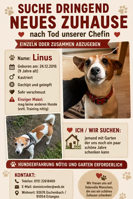 Vermittlungshilfe Linus & Leon - jack-russell-terrier zur Adoption