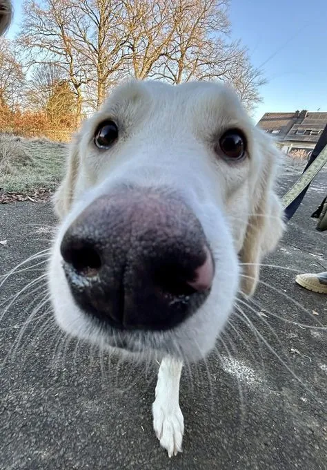 Zuri - Mischling zur Adoption