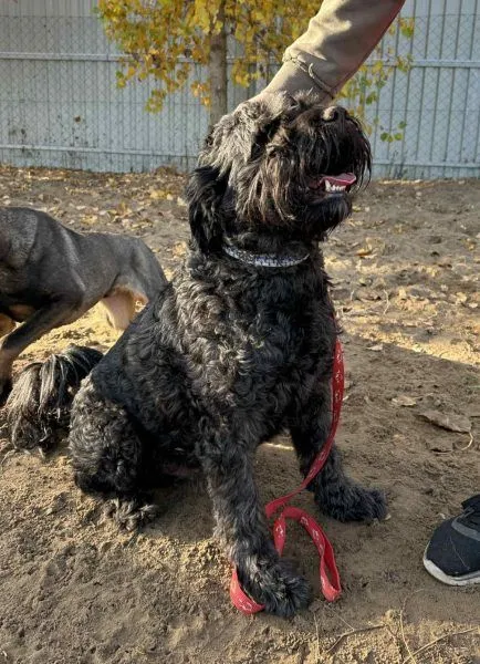 Pako - Schnauzer-Mix zur Adoption