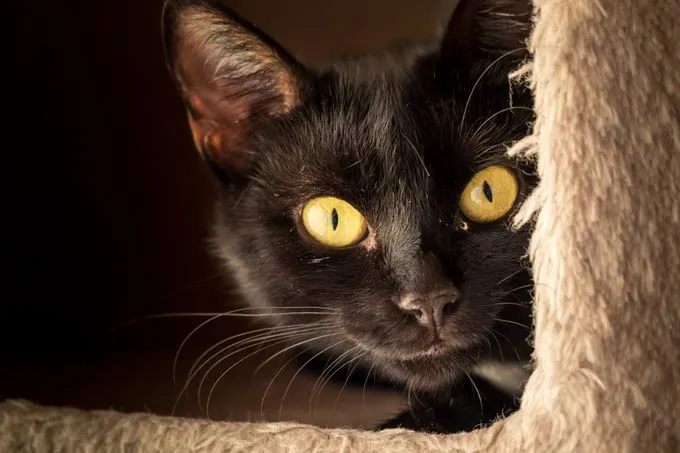 Rubina - Rubina zur Adoption