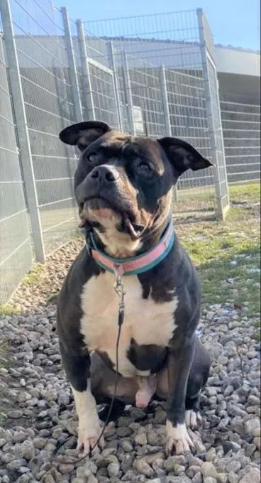 Bruno - Staffordshire-Terrier-Mix zur Adoption