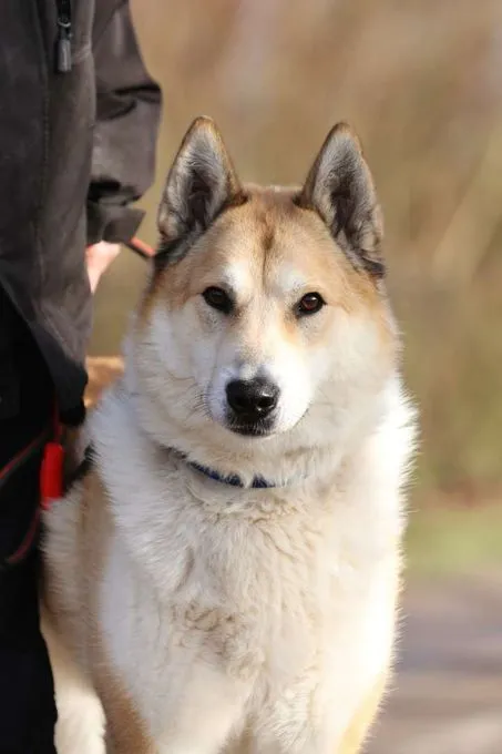 Dog from shelter, Enrico | Laika Male
