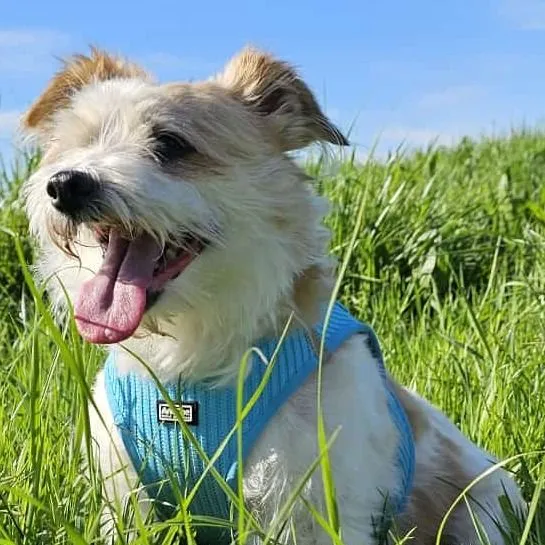 Dog from shelter, Bobby Lee | Mischling Male