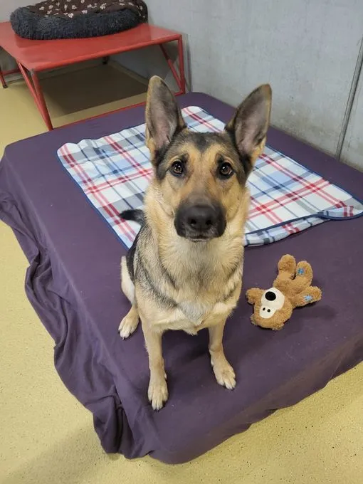 Dog from shelter, Rita | Braun Schäferhund Female