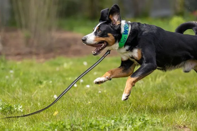 Dog from shelter, Sir Lancelot | Tricolor Appenzeller Sennenhund Male