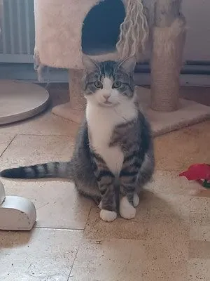 Katze aus Tierheim, Micki | Getigert Ekh Weiblich