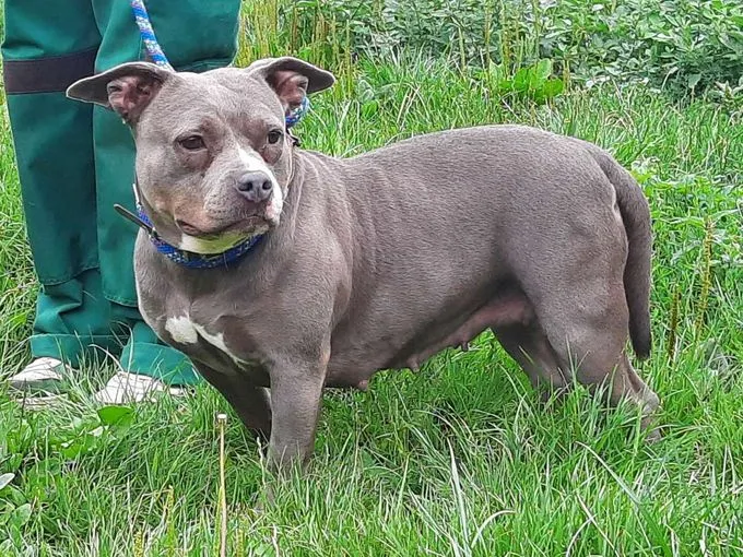 Hund aus Tierheim, Olivia | Staffordshire Bullterrier Weiblich
