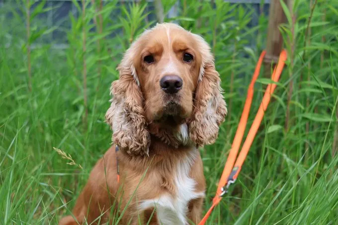 Bisaflor - cocker-spaniel-mix zur Adoption