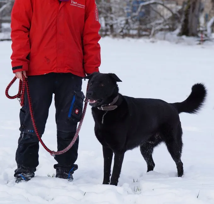 Hund aus Tierheim, Buddy | Schäferhund Mix Männlich