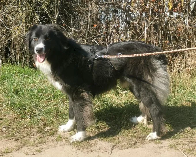 Stacy - Bordercolli Mix zur Adoption