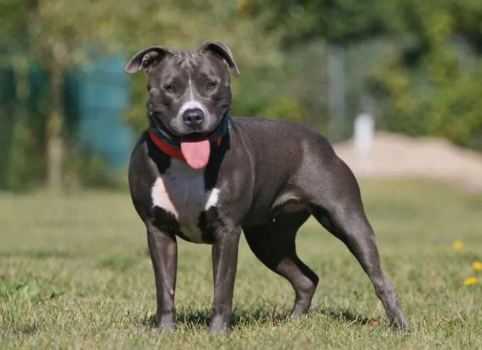 Hund aus Tierheim, Frauke | Staffordshire Terrier Mix Weiblich