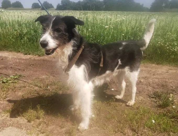 Layla - Jagdhund-Mix zur Adoption