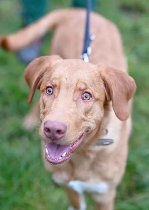 Dog from shelter, Happy | Labrador Mix Male