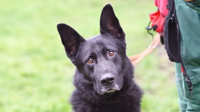 Dog from shelter, Bully | Dt Schäferhund Mix Male