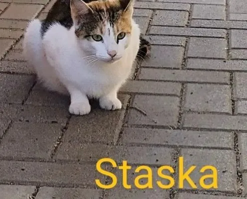 Cat from shelter, Unsere Katzenfamilie | Male