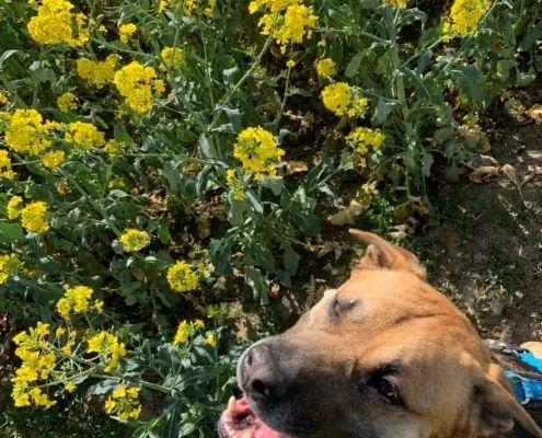 Dog from shelter, Fatman | Schäferhund Mix Male