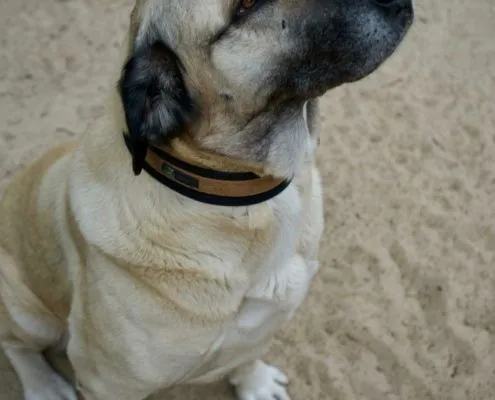 Dog from shelter, Nami | Kangal Hirtenhund Mix Female