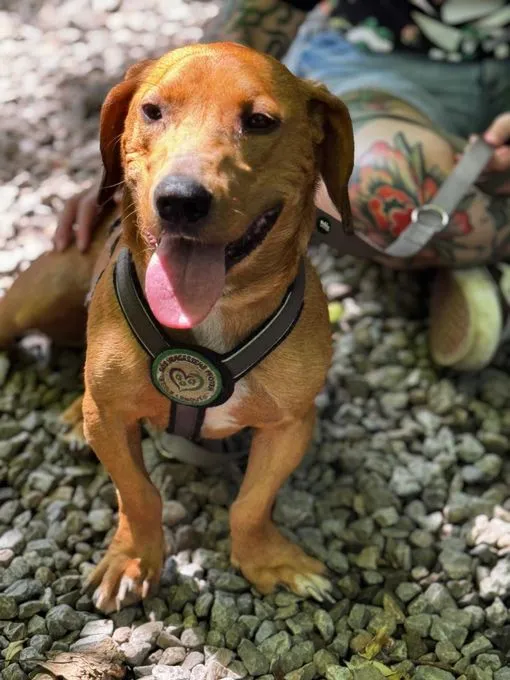Victor - mischling zur Adoption