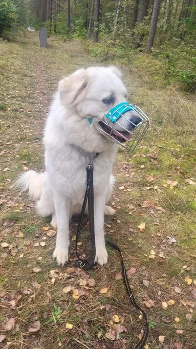 H25-013 Peaches - Pyrenäen-Mix zur Adoption