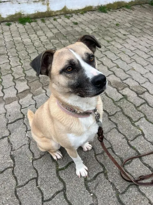 Mira - mischling zur Adoption