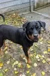 Dog from shelter, Luna | Schwarz Loh Rottweiler Female