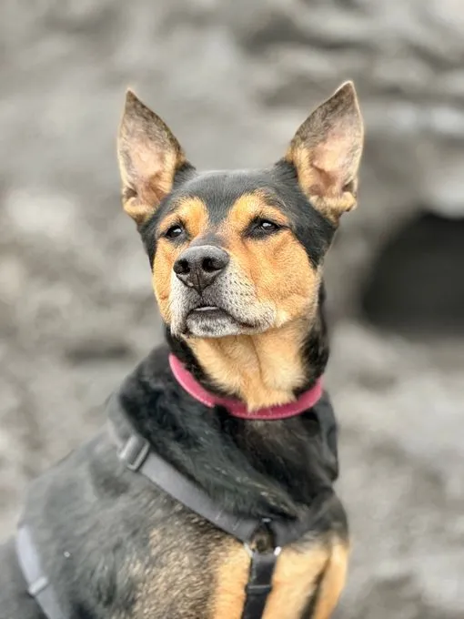 Milow - deutscher-schaeferhund zur Adoption