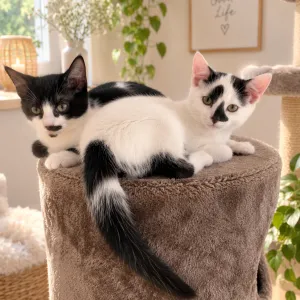 Lina & Levi - ekh zur Adoption