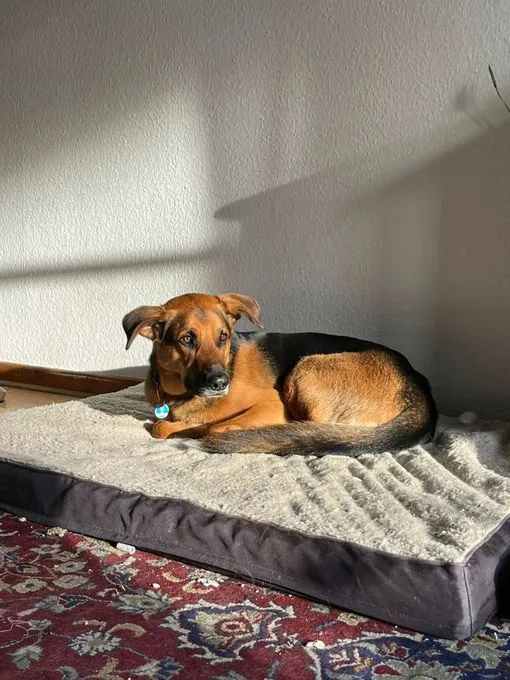 Hund aus Tierheim, Vermittlungshilfe Mailo | Mailo Männlich