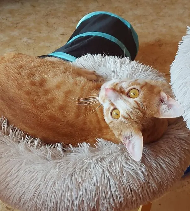 Pumuckl - ekh zur Adoption
