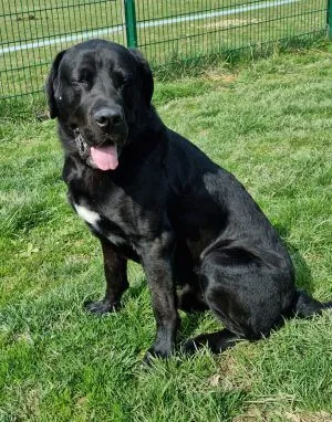 Hund aus Tierheim, Sammy | Schwarz Deutsche Dogge Bernadiner Mix Männlich