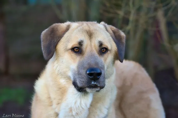Dog from shelter, Samson | Hellbraun Kangal Male