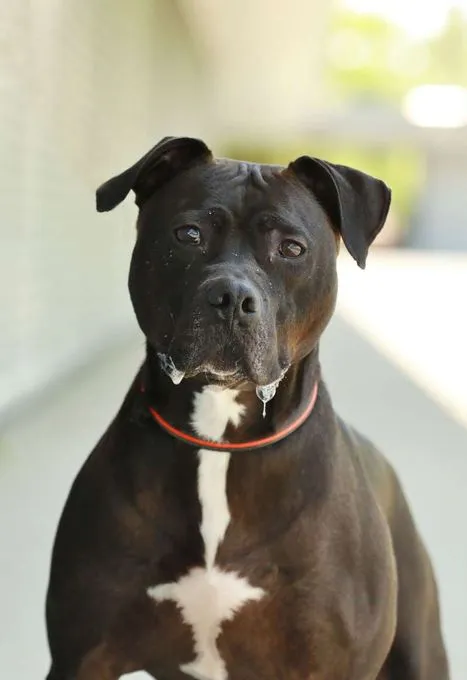 Dog from shelter, Sandmann | Staffordshire Mix Male