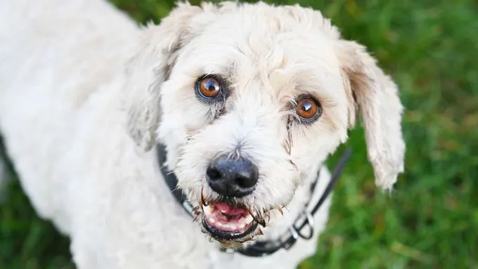 Mikesch - mischling zur Adoption