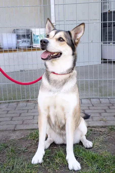 Hund aus Tierheim, Shila | Husky Labrador Mix Weiblich