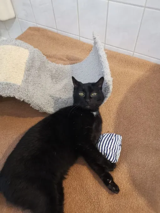 Cat from shelter, Gretchen | Schwarz Ekh Female