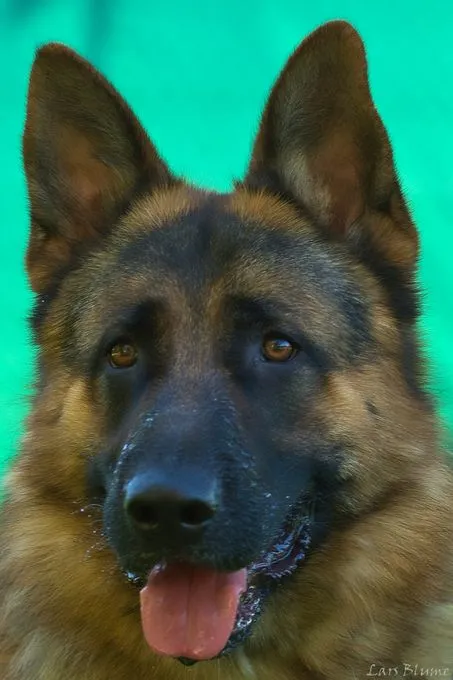 Dog from shelter, Socke | Schwarz Gelb Deutscher Schäferhund Male