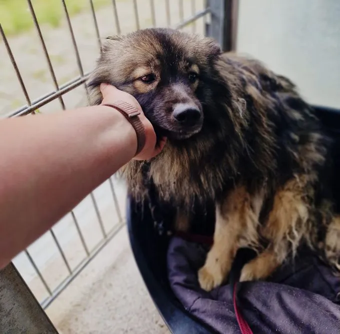 Dog from shelter, Hakuma | Wolfsspitz Male