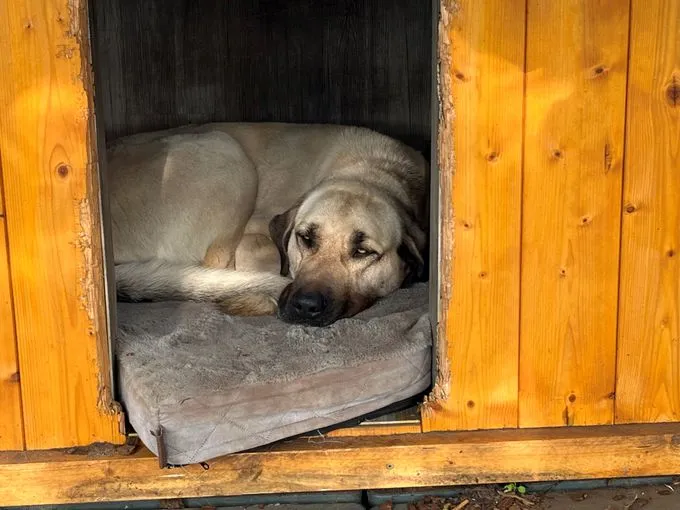 Dog from shelter, Ada | Beige Mit Maske Kangal Female