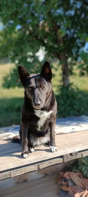 Nisha - mischling zur Adoption