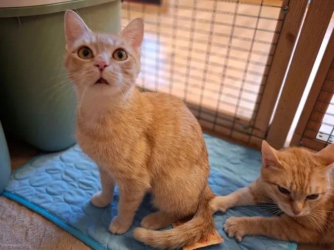 Leni und Luni - ekh zur Adoption
