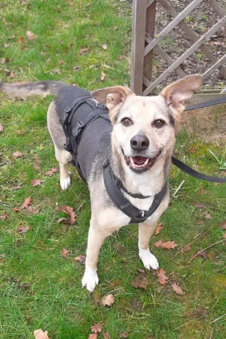 Hund aus Tierheim, Elsa | Schäferhund Mix Weiblich