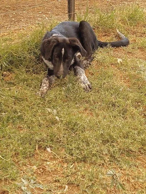 Dog from shelter, Zephir | Dunkelbraun Mischling Male