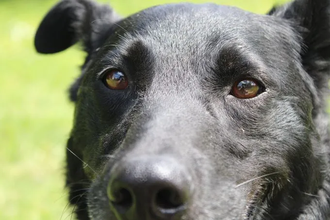 Dog from shelter, Merlin | Schwarz Mischling Male