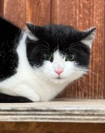 Jack - EKH zur Adoption