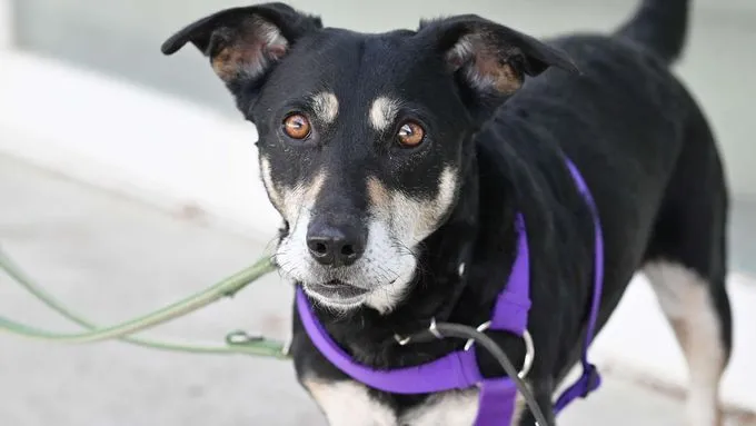 Ami - Terrier-Mix zur Adoption